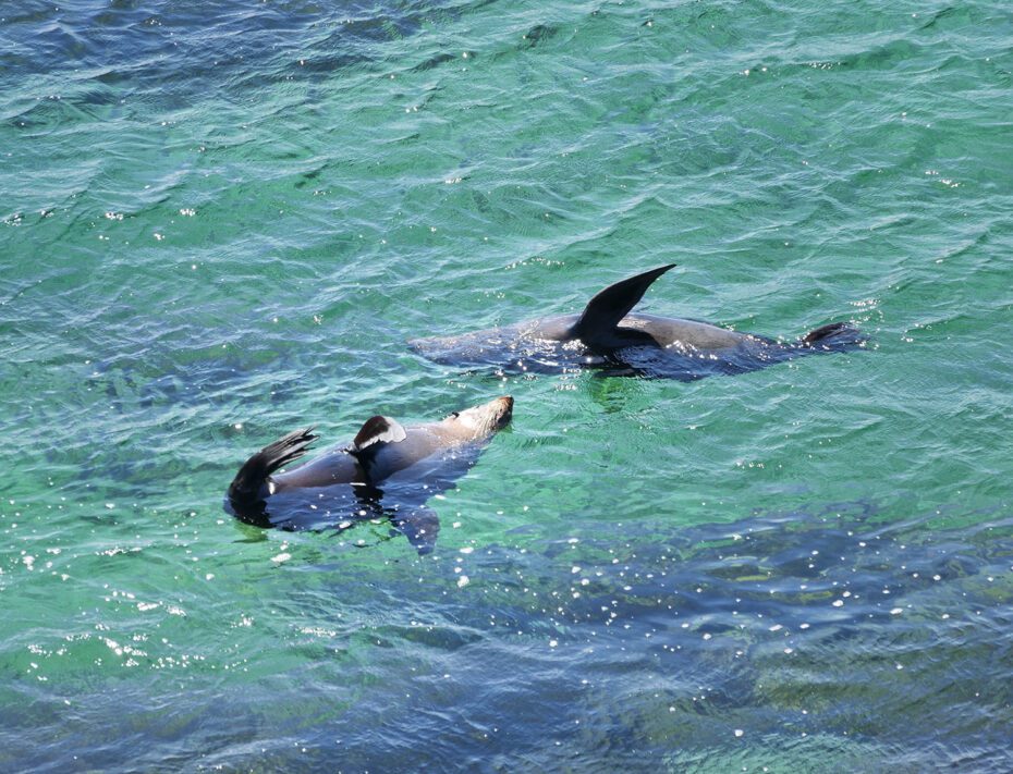 Zeehonden tour Viator