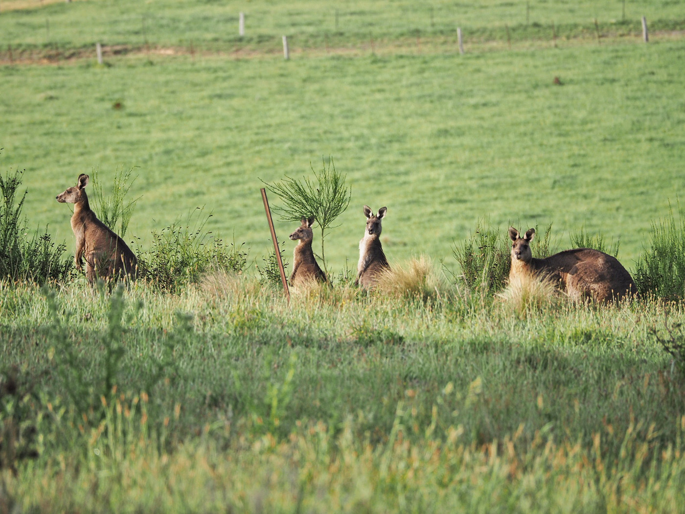 Kangoeroes in Australië