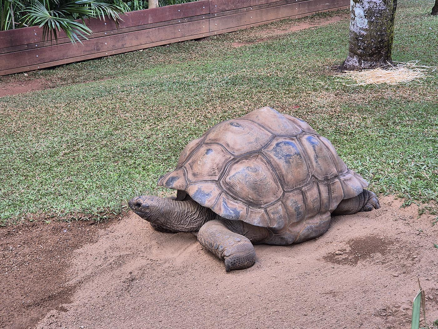 Seychellenreuzenschildpadden