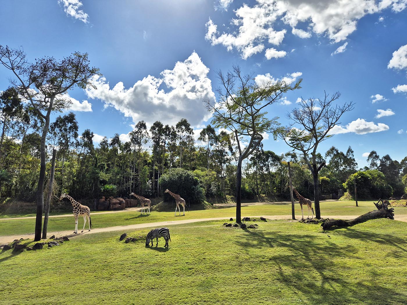 Giraffen