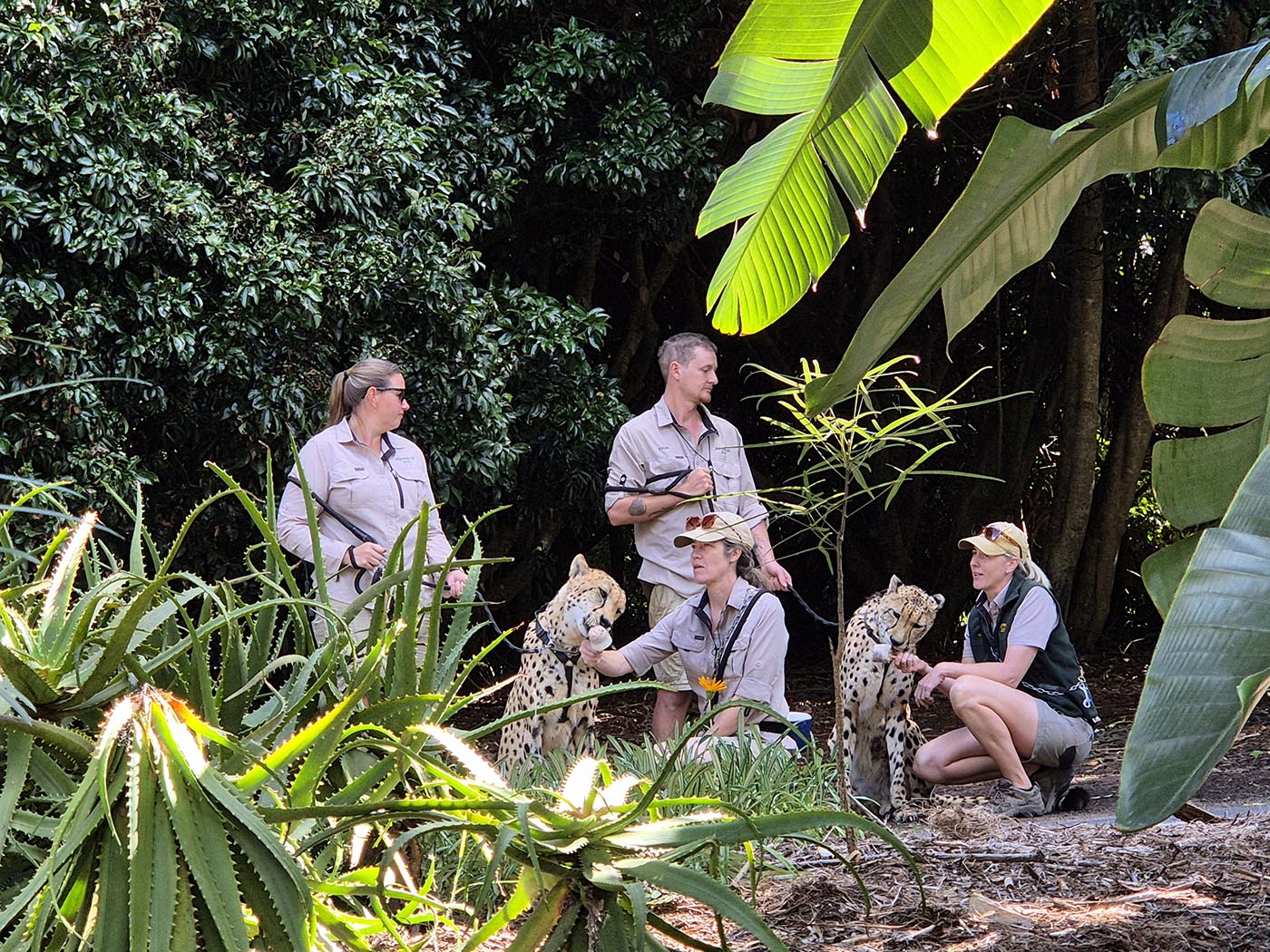 Cheetahs