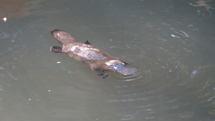 Platypus