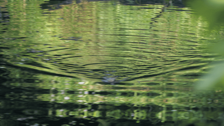 Lizard
