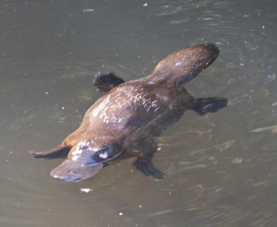 Platypus