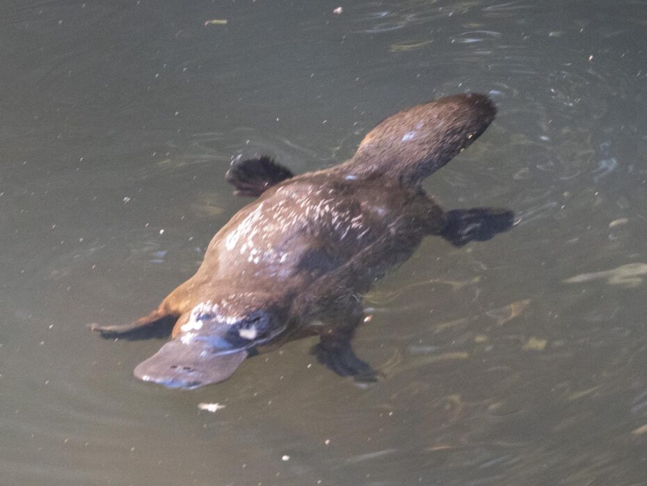 Platypus