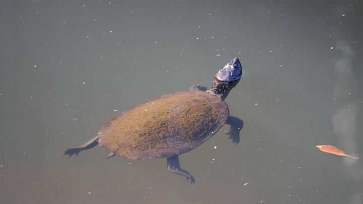 Schildpad